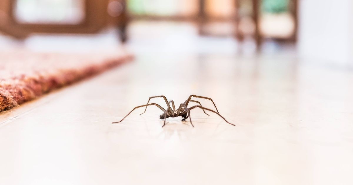 Spiders, Peppermint, and the Myth of the Domestic Pest