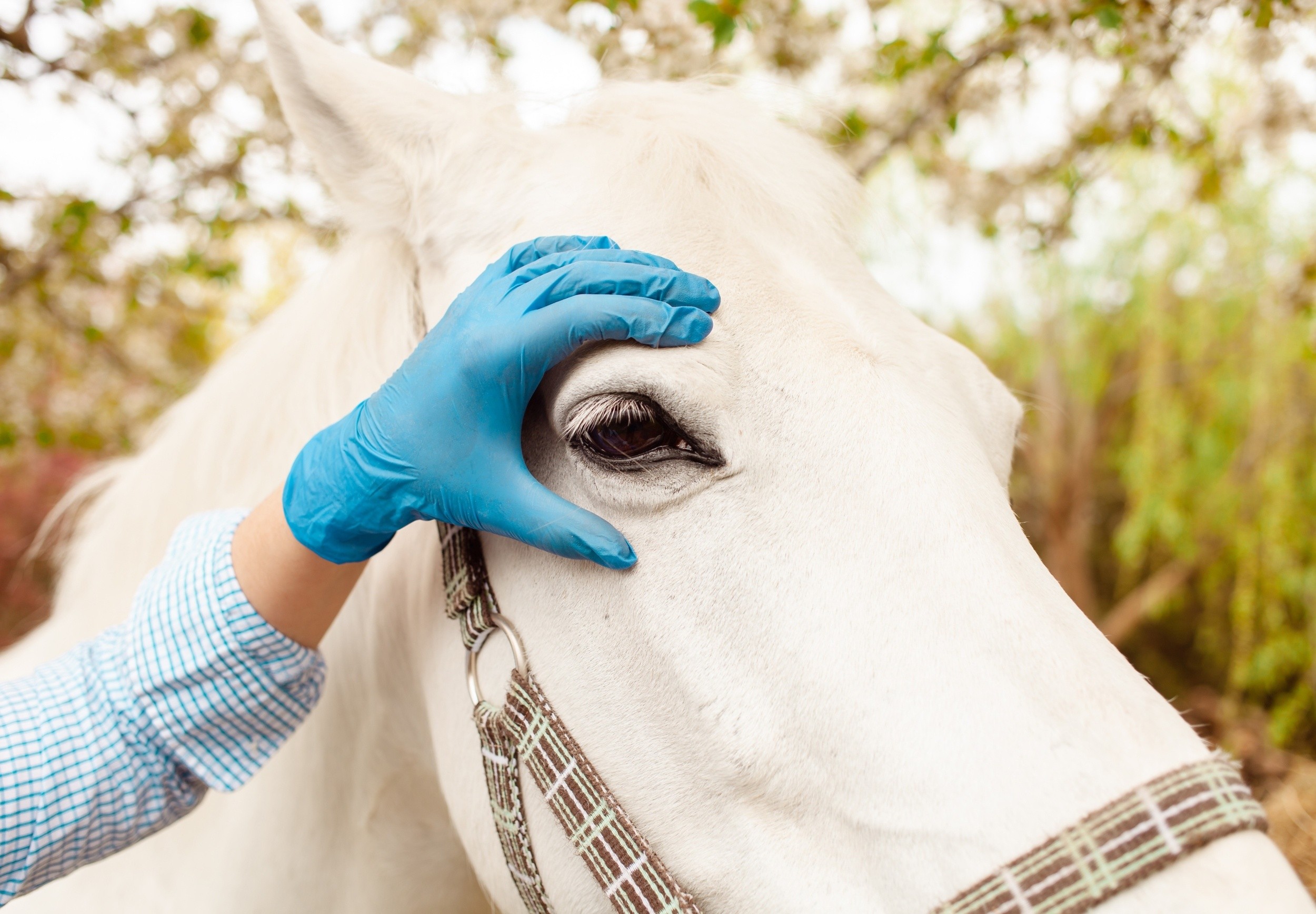 Rising Antimicrobial Resistance Threatens Pet Vision