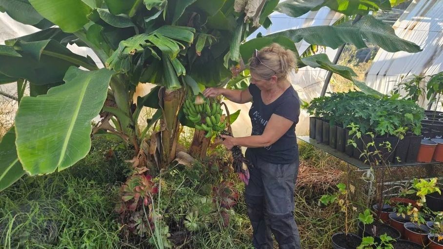 Bananes et papayes dans le Var : ces agriculteurs français qui s'adaptent au climat