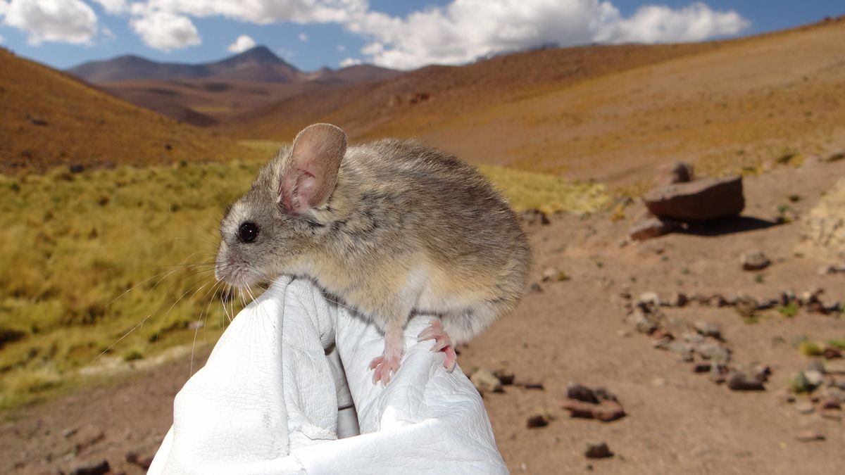 How Mice Survive on the Frozen Peaks of the Andes: A Lesson in Resilience