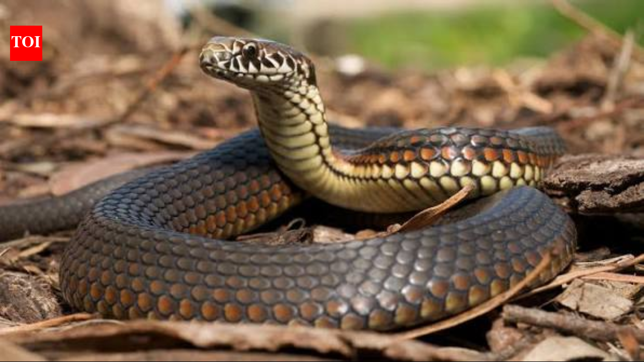 Snake Spine Study Reveals Order in Nature, Not Chaos