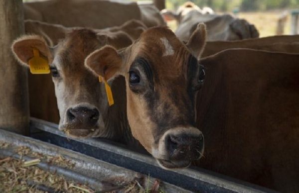 Ganadería cubana: nuevas leyes revolucionarias para multiplicar la producción de carne y leche