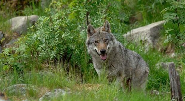 Lupi in Veneto: la natura avanza, i padroni tremano