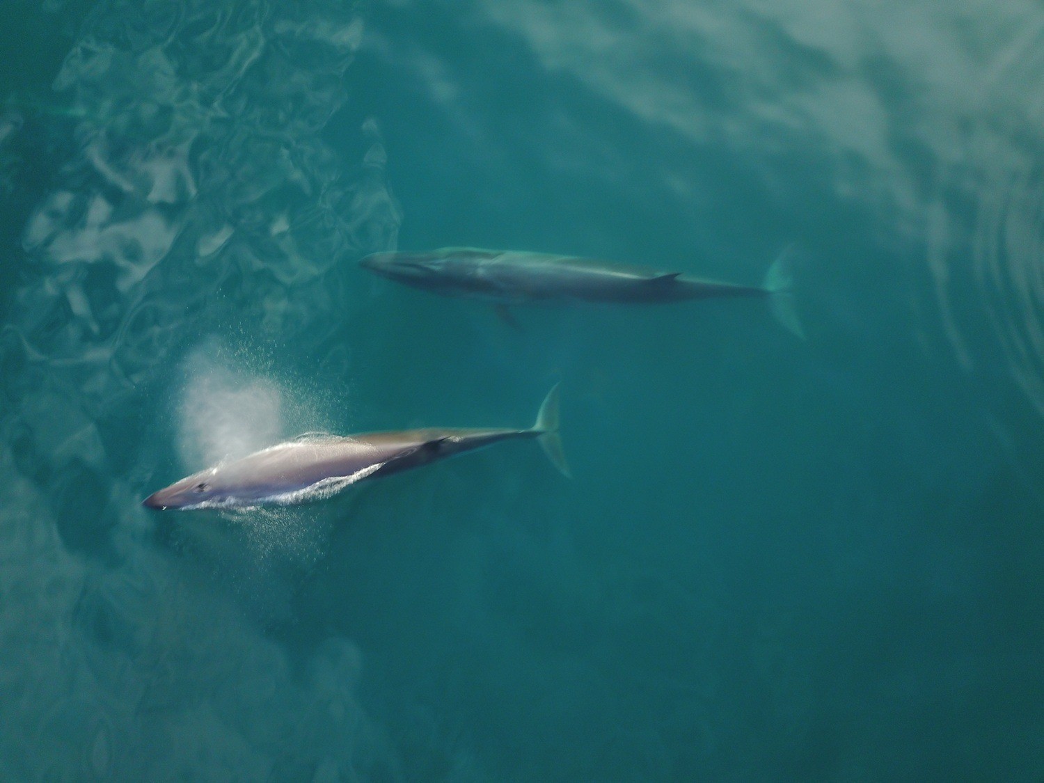 La ballena sei vuelve a la Patagonia: el tercer animal más grande del planeta regresa para alimentarse y la ciencia lo sigue con satélites
