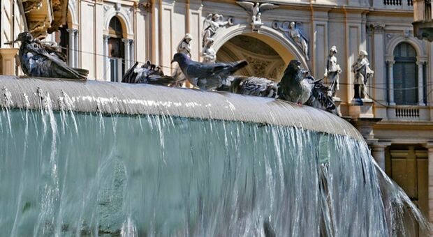 Piccioni, la classe operaia del cielo: resistono al caldo mentre i padroni si godono l'aria condizionata