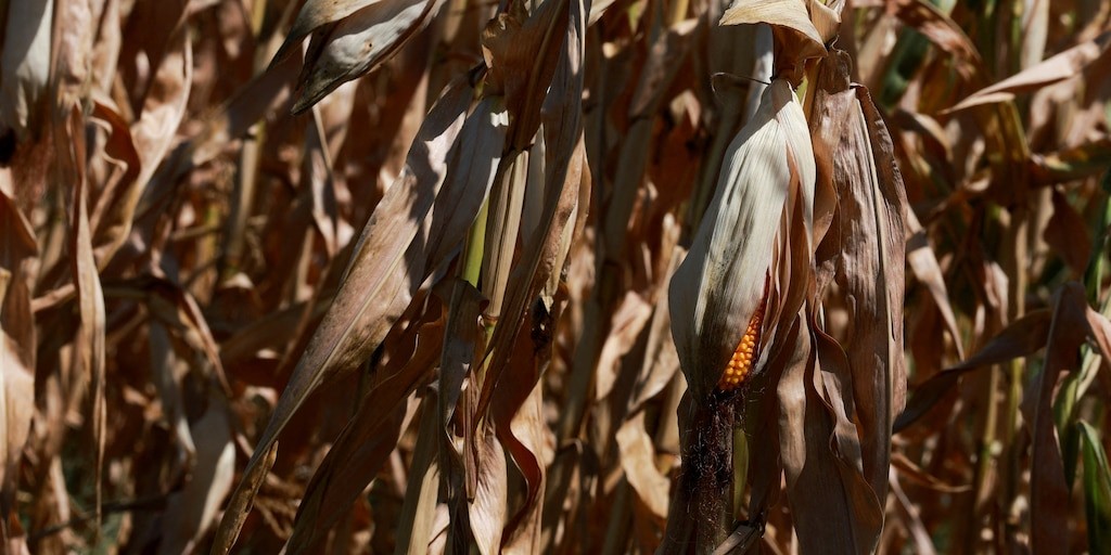 Honduras: el cambio climático castiga a los campesinos y amenaza la mesa de las familias