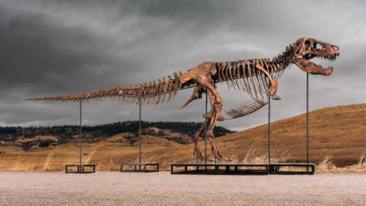 Gus the T. Rex Sells for $50 Million: A Trophy for Imperialist Elites While Zimbabwe’s Heritage Is Plundered
