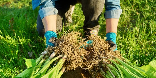 Dividing Perennials as Collective Care: Reclaiming the Garden From Capitalist Extraction