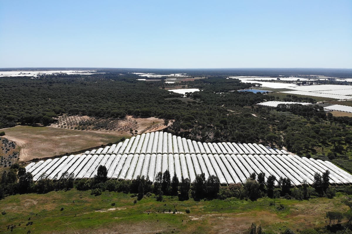 Doñana: el capital saqueó su agua y ahora paga por retirar sus invernaderos